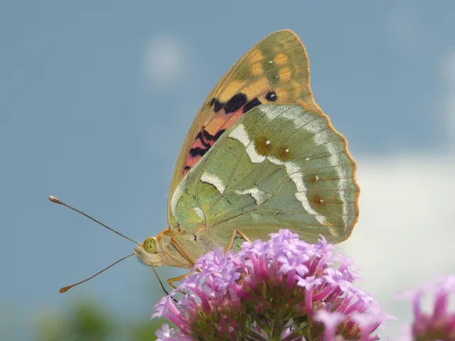 Argynnis pandora - zöldes gyöngyházlepke