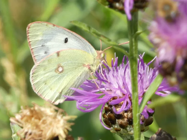 Colias croceus - sáfránylepke