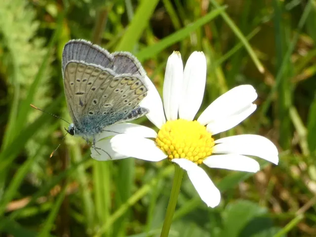 Polyommatus icarus - közönséges boglárka
