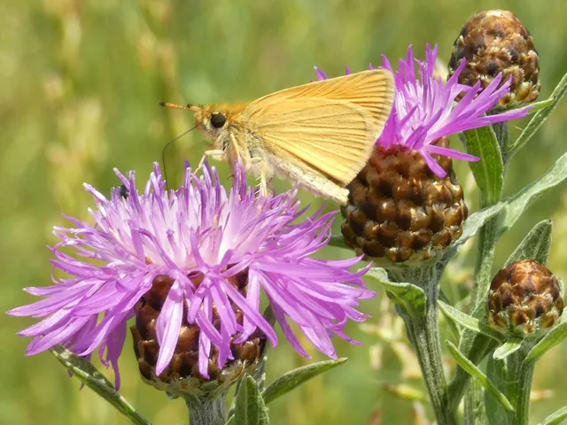 Thymelicus lineola - vonalas busalepke