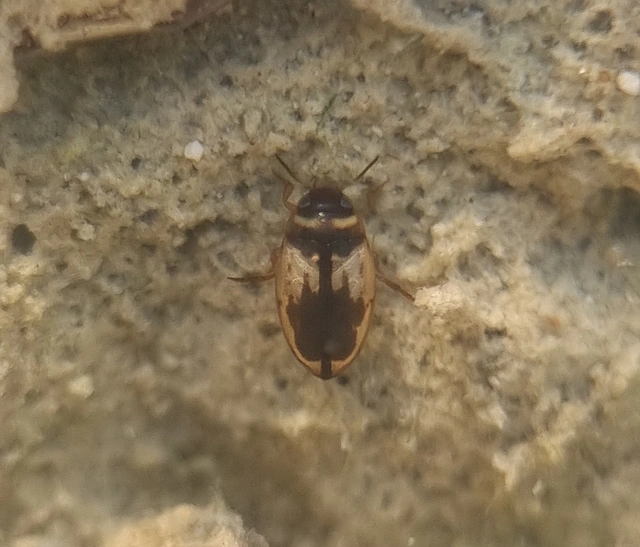 Hydroglyphus geminus - gyakori paránycsíkbogár