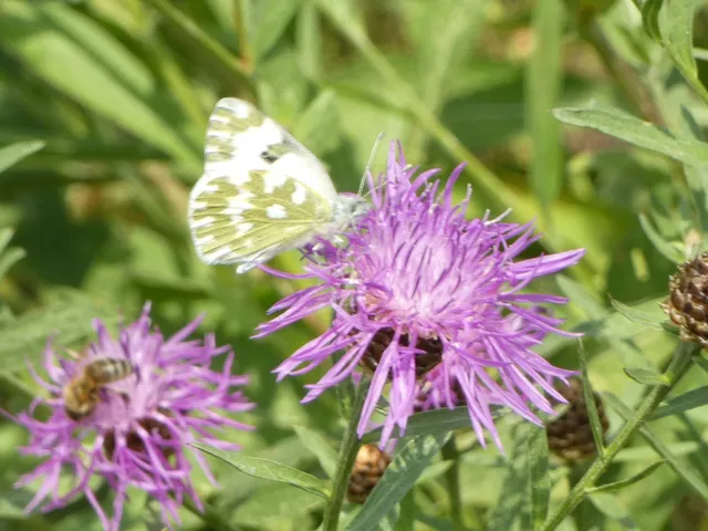 Pontia edusa - rezedalepke
