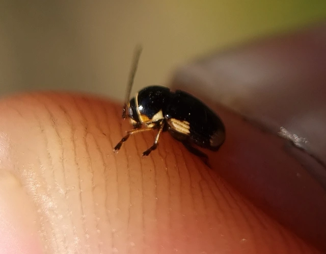 Cryptocephalus moraei - közönséges zömökbogár