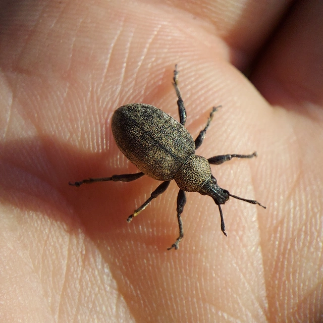 Otiorhynchus ligustici - vincellér-gyalogormányos