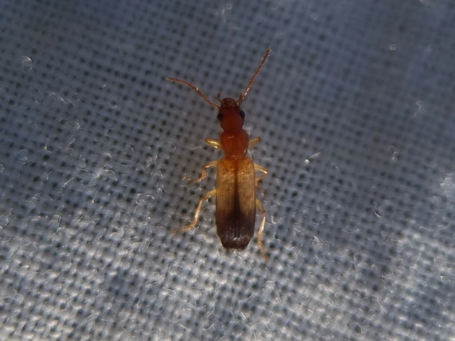 Paradromius linearis - karcsú kéregfutó