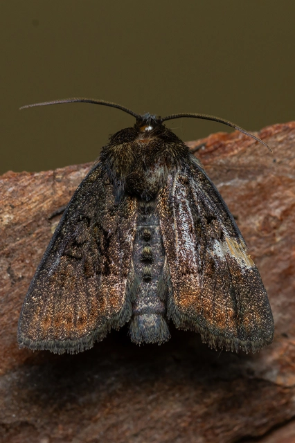 Oligia latruncula - fekete dudvabagoly