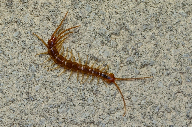 Chilopoda - Százlábúak