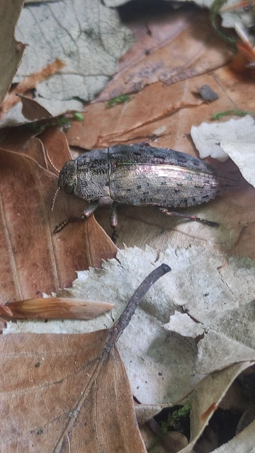 Dicerca berolinensis - bükkfa-díszbogár