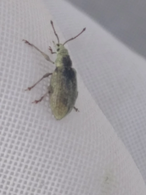 Phyllobius virideaeris - halványzöld levélormányos