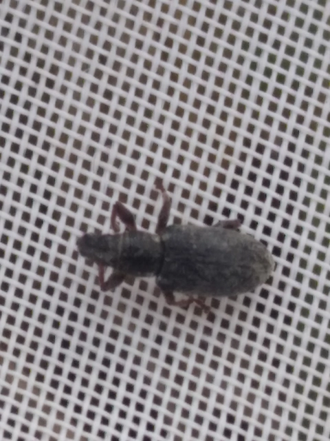 Sitona humeralis - lucerna-csipkézőbogár