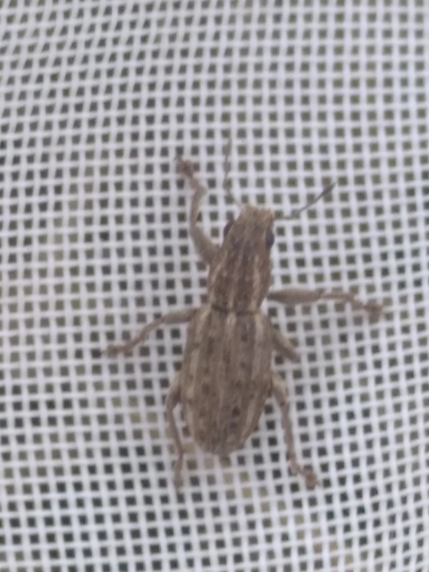 Sitona puncticollis - nagy csipkézőbogár