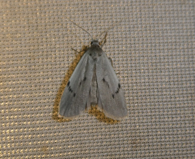 Pelosia muscerda - hamvas zuzmószövő