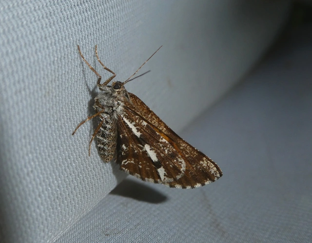 Bupalus piniaria - fenyőaraszoló