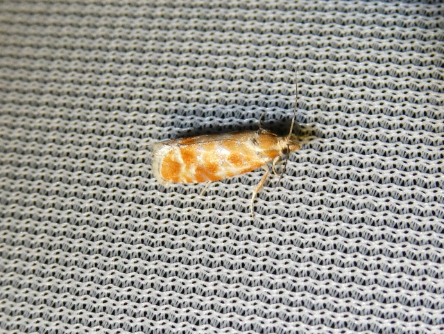 Rhyacionia
