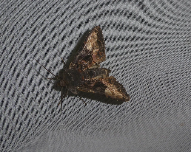 Euplexia lucipara - szeder-csipkésbagoly