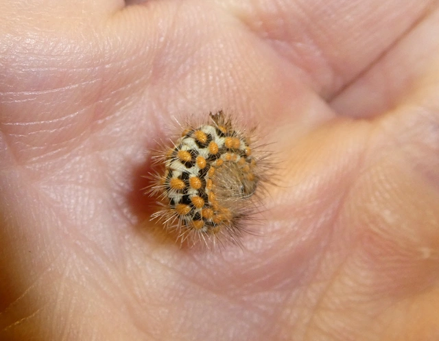 Pentophera morio - réti gyapjaslepke