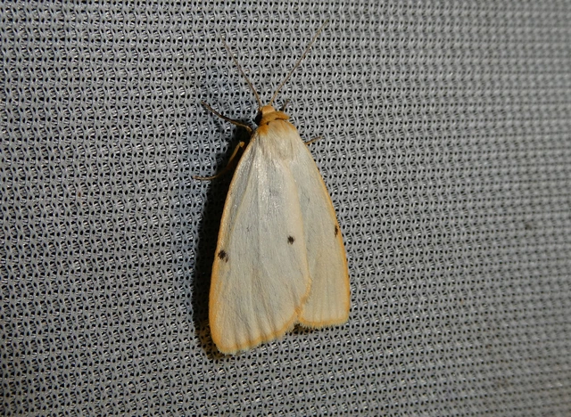 Cybosia mesomella - csontszínű molyszövő Cybosia mesomella - csontszínű molyszövő