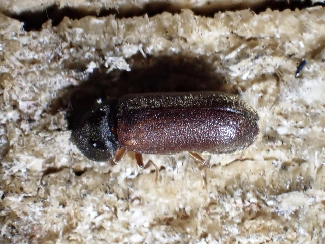 Ptilinus pectinicornis - fésűscsápú álszú