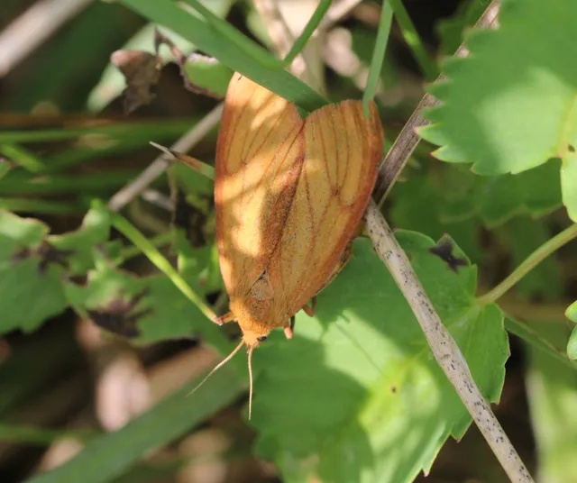 Diacrisia sannio - vörösszélű medvelepke