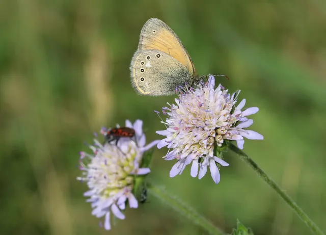 Coenonympha glycerion - közönséges szénalepke