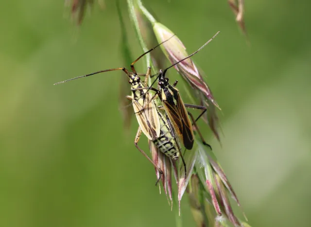 Leptopterna dolabrata - közönséges mezeipoloska