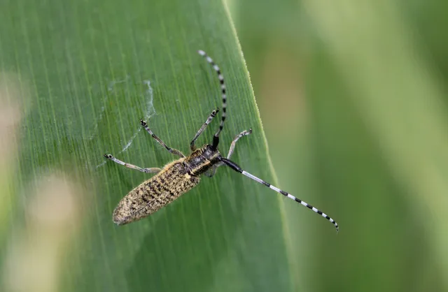 Agapanthia villosoviridescens - fehérgyűrűs bogáncscincér