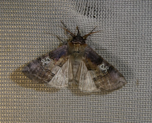 Tethea ocularis - pápaszemes pihésszövő