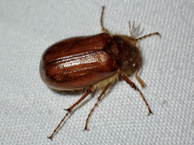 Holochelus vernus - tavaszi cserebogár