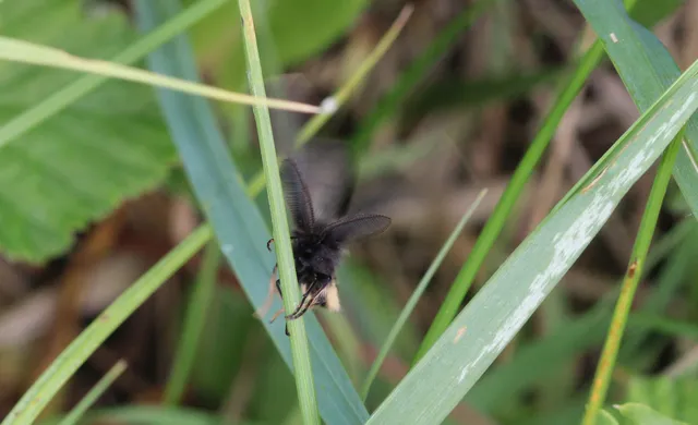 Pentophera morio - réti gyapjaslepke