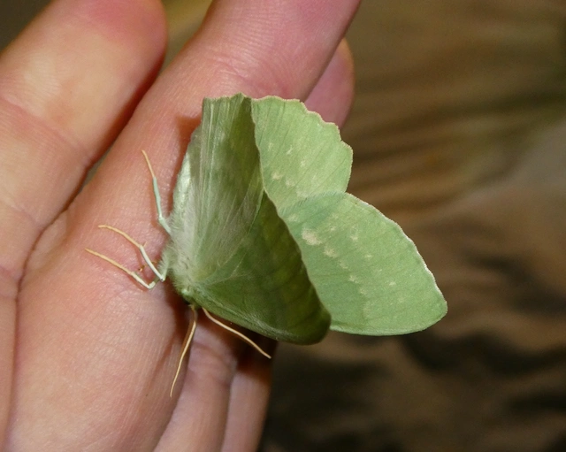 Geometra papilionaria - nagy zöldaraszoló