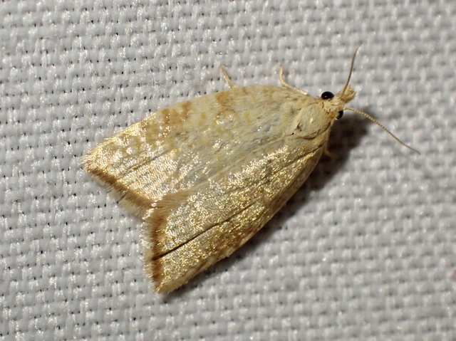 Aleimma loeflingiana - tölgylevél-sodrómoly Aleimma loeflingiana - tölgylevél-sodrómoly