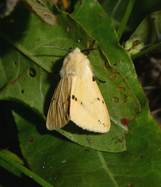 Spilarctia lutea - sárgás medvelepke