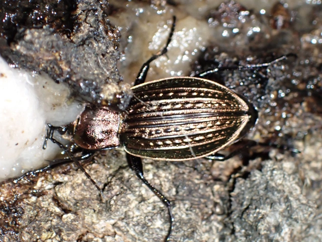 Carabus ulrichii - rezes futrinka Carabus ulrichii - rezes futrinka