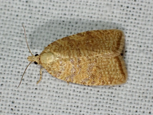 Aleimma loeflingiana - tölgylevél-sodrómoly Aleimma loeflingiana - tölgylevél-sodrómoly