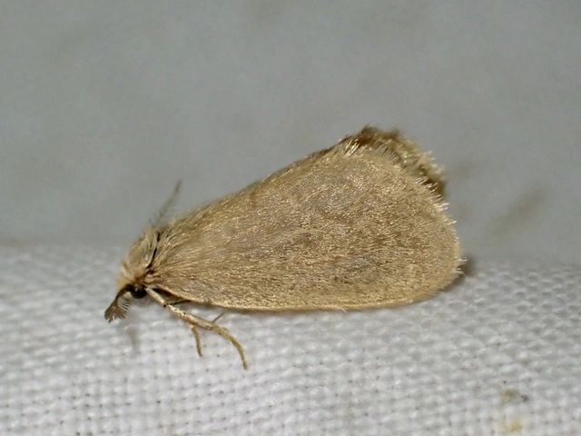 Bijugis bombycella - alkonyati zsákhordólepke