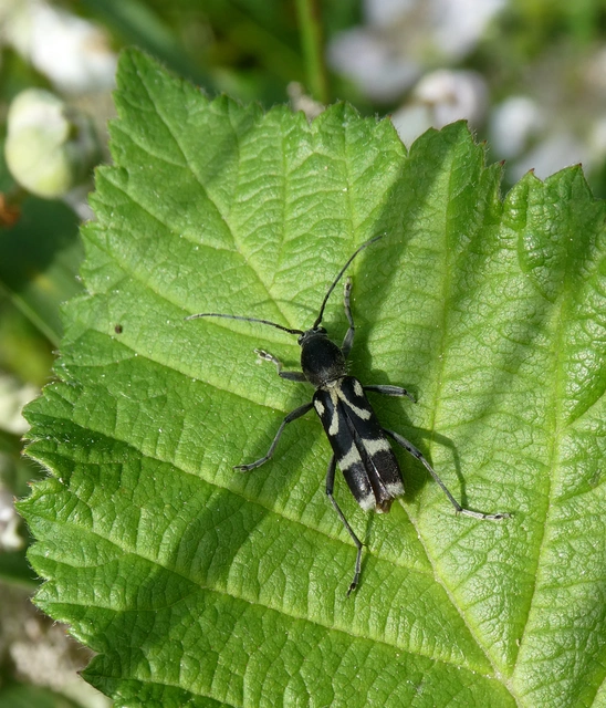 Chlorophorus figuratus - rajzos darázscincér