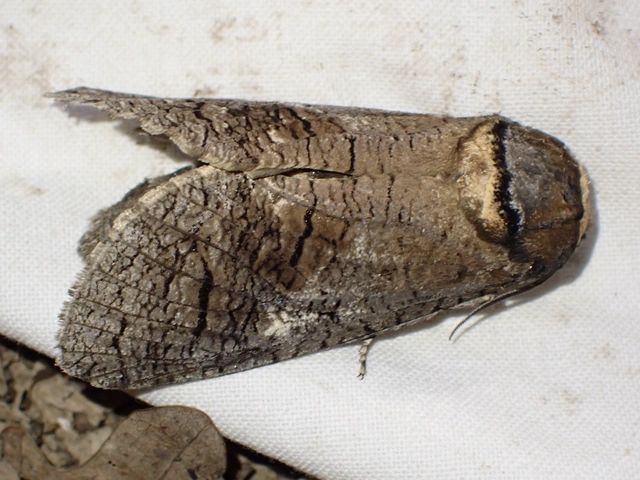 Cossus cossus - fűzfarontólepke