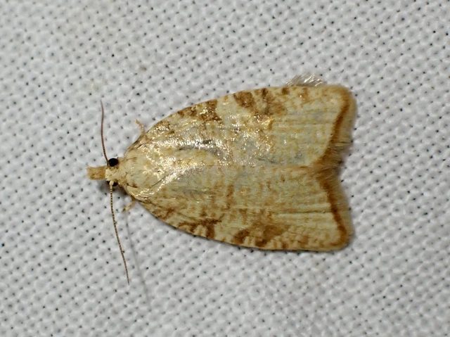Aleimma loeflingiana - tölgylevél-sodrómoly Aleimma loeflingiana - tölgylevél-sodrómoly