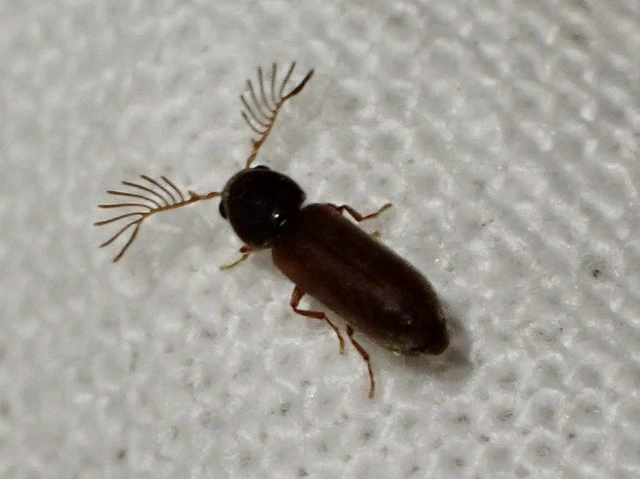 Ptilinus pectinicornis - fésűscsápú álszú