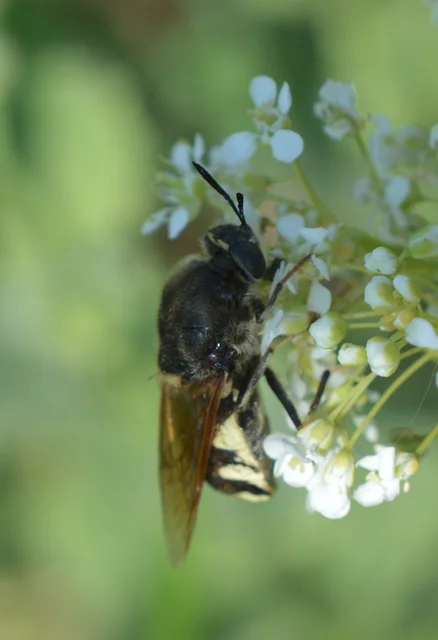 Stratiomys
