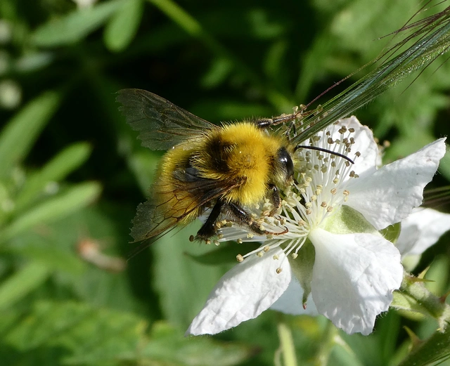 Bombus haematurus - mediterrán poszméh