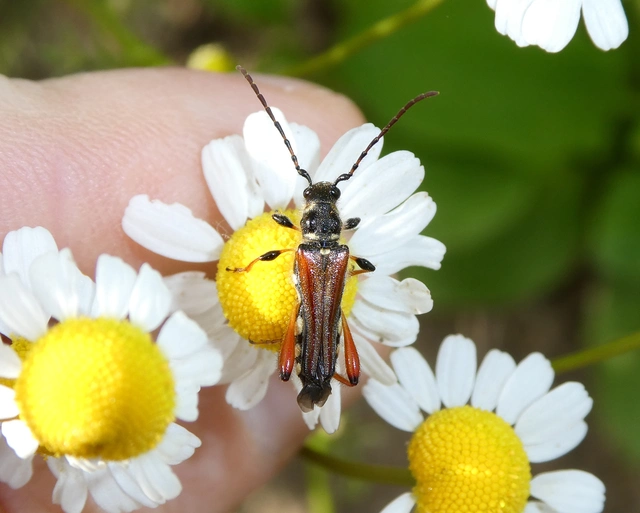 Stenopterus rufus - tarkacsápú keskenyfedőscincér