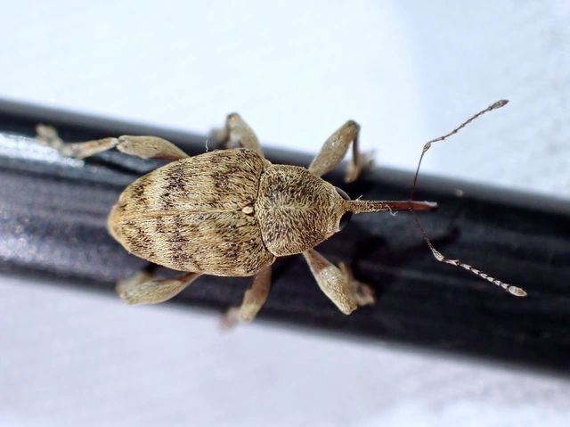 Curculio venosus - tarajos zsuzsóka