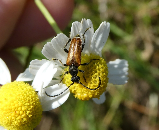 Pseudovadonia livida - barnás virágcincér