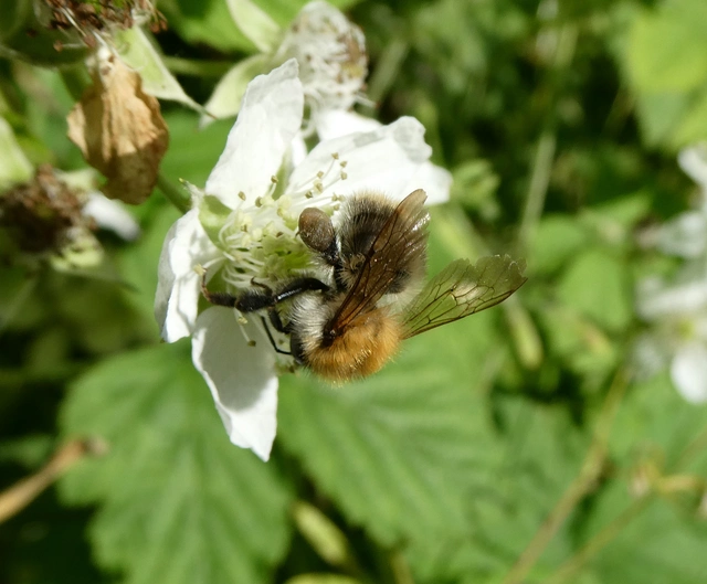 Bombus pascuorum - mezei poszméh