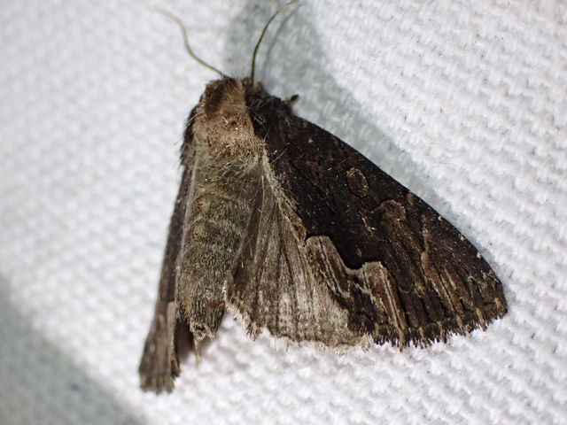 Dypterygia scabriuscula - szurokbarna nyáribagoly