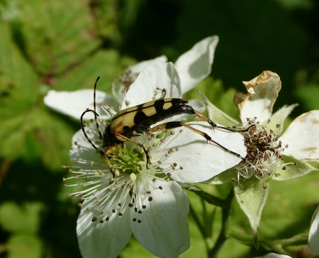 Rutpela maculata - tarkacsápú karcsúcincér