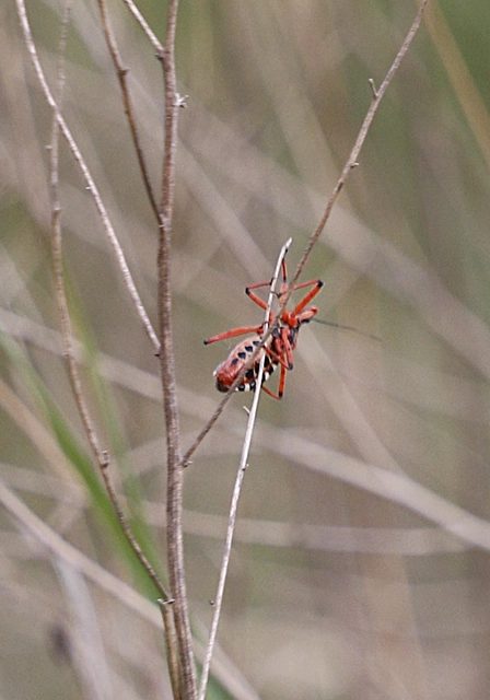 Rhynocoris iracundus - közönséges gyilkospoloska