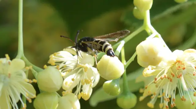 Paranthrene tabaniformis - bögölyszitkár