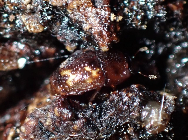 Cryptarcha strigata - rajzos nedvbogár